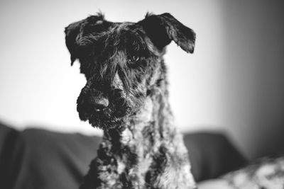 Close-up portrait of a dog at home