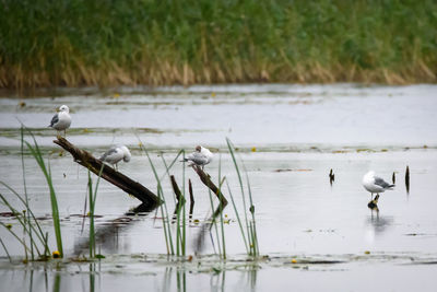 Birds swimming in lake