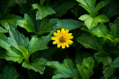 Close-up of yellow flowering plant