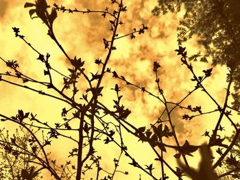 Low angle view of silhouette tree against sky during sunset