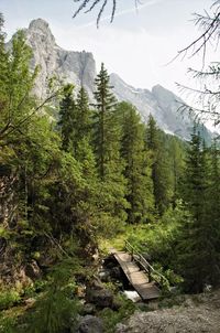 Scenic view of forest and mountains against sky