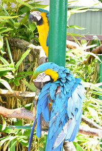 Close-up of blue parrot perching on plant