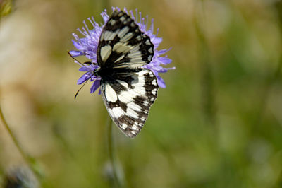 Close-up of butterfly on purple flower