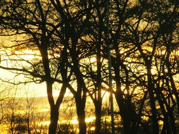 Sun shining through trees