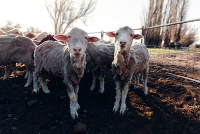 High angle of flock of cute sheep standing behind fence in village on sunny day