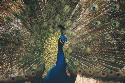 Close-up of peacock