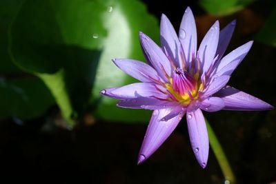 Close-up of purple water lily