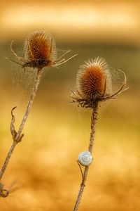 Close-up of dried thistle