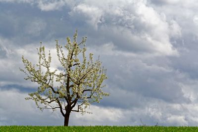 Tree growing on grassy field against cloudy sky