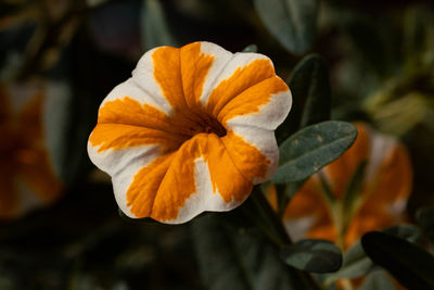 Close-up of orange rose flower