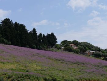 Purple flowers on field against sky