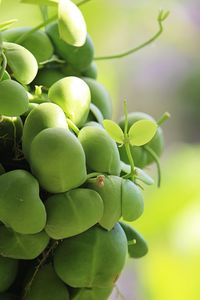 Close-up of fruits growing on tree