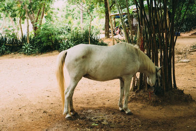 Horse standing in a field