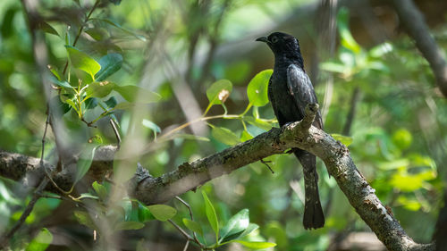 Bird perching on a branch