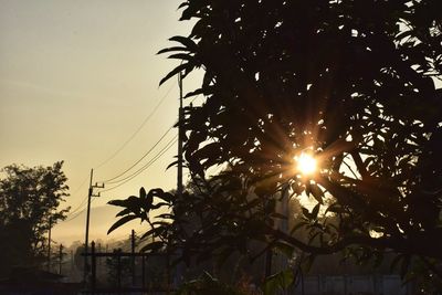 Low angle view of sunlight streaming through tree