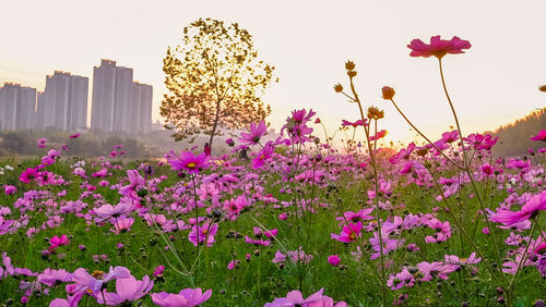 Pink flowers blooming in city against clear sky