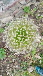 Close-up of flowers growing on field