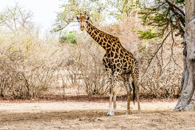 Zebra standing in a field