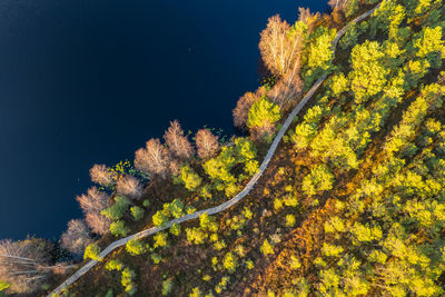 Aerial autumn fall day view musos tyrelis swamp, lithuania