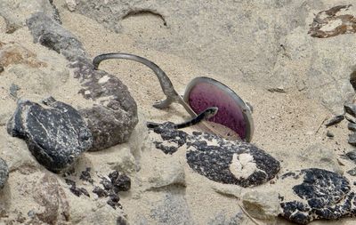 Close-up of snake on rock at beach