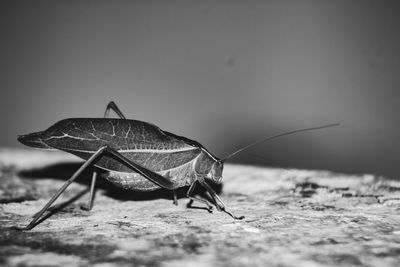 Close-up of insect