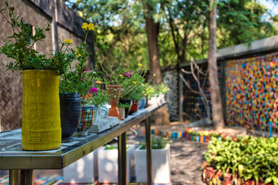 Potted plants on wooden table in yard