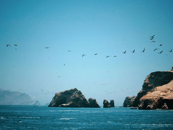 Flock of birds flying over sea