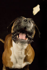 Close-up of dog looking up