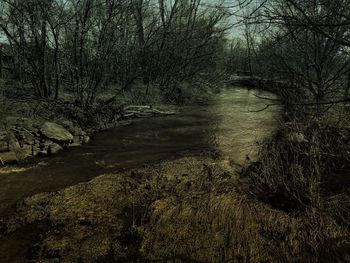 River amidst bare trees in forest