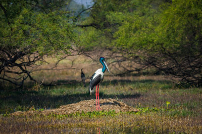 Full length of a bird on a land