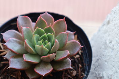 Close-up of succulent plant in pot