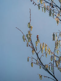 Low angle view of bird perching on tree against sky