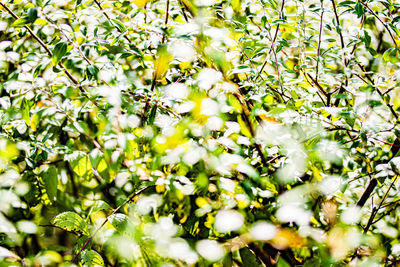 Low angle view of tree