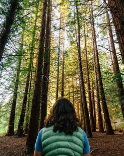 Trees in forest