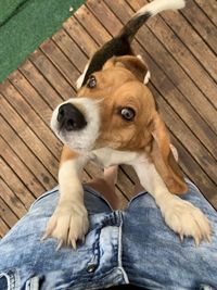 High angle view of dog sitting on wood