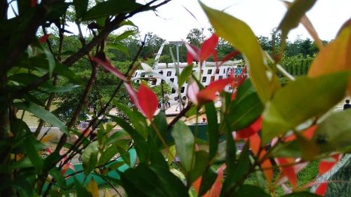 Close-up of red flowering plants hanging from tree