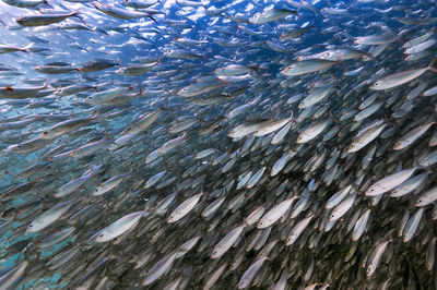 Full frame shot of fish swimming in sea