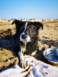 Close-up of a dog on the beach