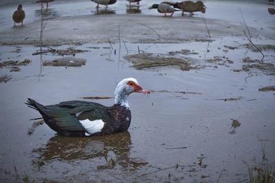 Duck swimming in lake