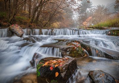 Low angle view of waterfall in forest