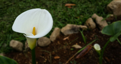 Close-up of white rose on field