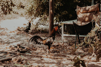 View of a bird on field