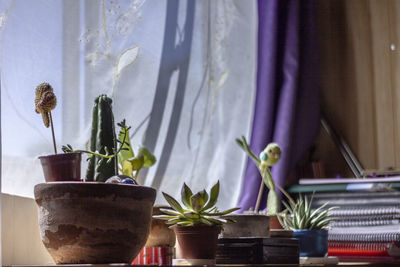 Close-up of potted plant on table at home