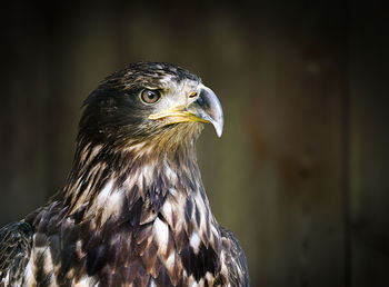 Close-up of eagle