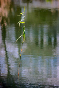 Close-up of green plant in lake