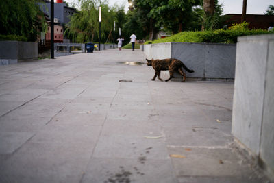 Cat walking on footpath