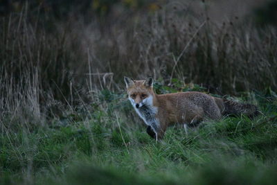 Fox in a field