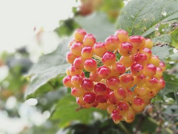 Close-up of pink flowers