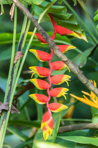 Close-up of red flowering plant