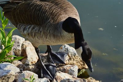 Close-up of swan on water